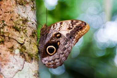 Baykuş Kelebeği (Caligo Memnon)