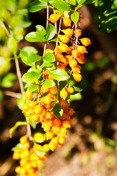 Golden hanging flower. Guatemala, Central America