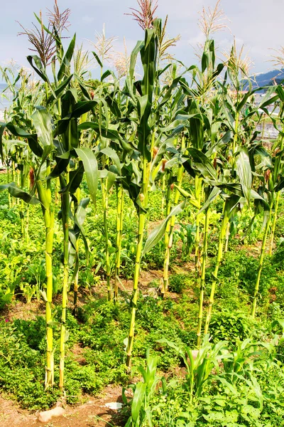 Garden Radish Soil Next Corn — Stock Photo, Image