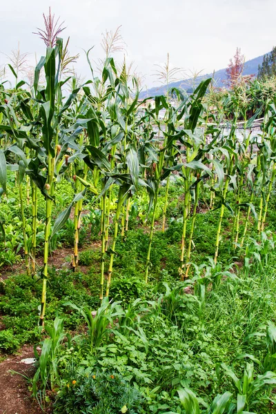 Garden Radish Soil Next Corn — Stock Photo, Image