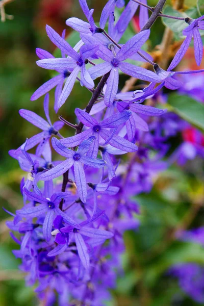 雪の栄光 Chionodxa Forbeii — ストック写真