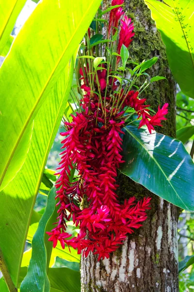 Κόκκινο Άνθος Τζίντζερ Alpinia Purpurata — Φωτογραφία Αρχείου