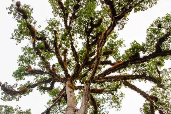 Árbol Kapok Gigante Llamado Ceiba Selva Tikal Guatemala América Central —  Fotos de Stock