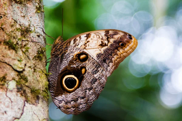 Farfalla Gufo Caligo Memnon — Foto Stock