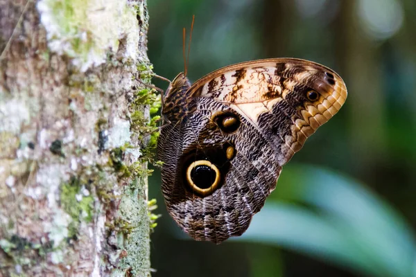Soví Motýl Caligo Memnon — Stock fotografie
