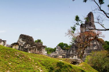Tikal, Peten bölgesi, Guatemala, Orta Amerika 'daki Maya piramitleri