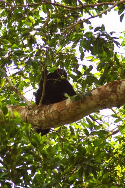 Maymun ağaca oturur ve yaprakları yer.