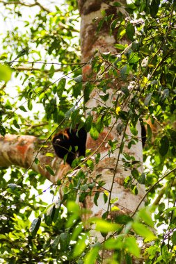 Maymun ağaca oturur ve yaprakları yer.
