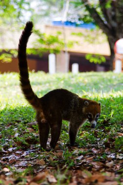 Beyaz burunlu bir koatis (Nasua narica) ormanın hemen dışında yiyecek arıyor. Tikal, Guatemala, Orta Amerika 'da çekildi.