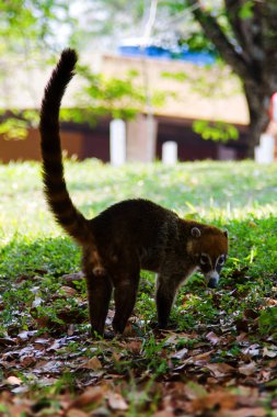 Beyaz burunlu bir koatis (Nasua narica) ormanın hemen dışında yiyecek arıyor. Tikal, Guatemala, Orta Amerika 'da çekildi.