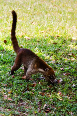 Beyaz burunlu bir koatis (Nasua narica) ormanın hemen dışında yiyecek arıyor. Tikal, Guatemala, Orta Amerika 'da çekildi.