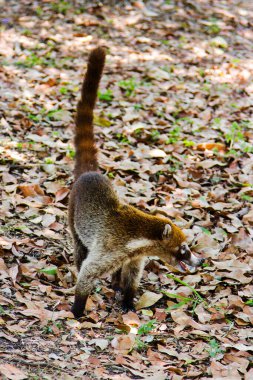 Beyaz burunlu bir koatis (Nasua narica) ormanın hemen dışında yiyecek arıyor. Tikal, Guatemala, Orta Amerika 'da çekildi.