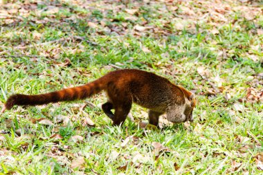 Beyaz burunlu bir koatis (Nasua narica) ormanın hemen dışında yiyecek arıyor. Tikal, Guatemala, Orta Amerika 'da çekildi.