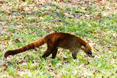 Beyaz burunlu bir koatis (Nasua narica) ormanın hemen dışında yiyecek arıyor. Tikal, Guatemala, Orta Amerika 'da çekildi.
