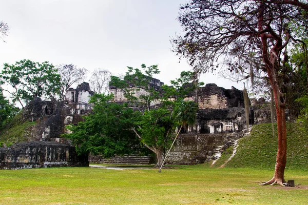 Maja Piramisok Tikalban Peten Régióban Guatemalában Közép Amerikában — Stock Fotó