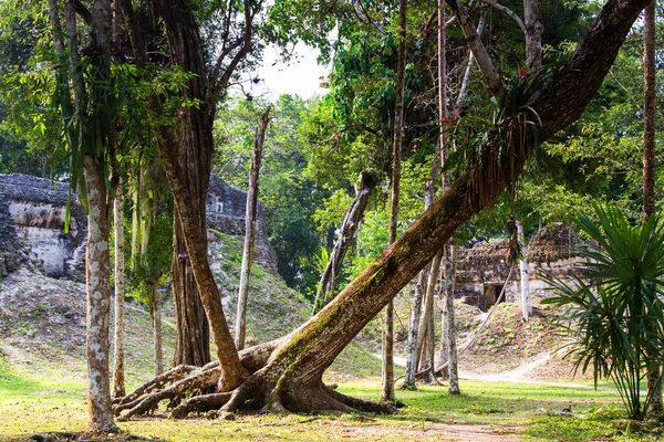 Pirámides Mayas Tikal Región Petén Guatemala América Central —  Fotos de Stock