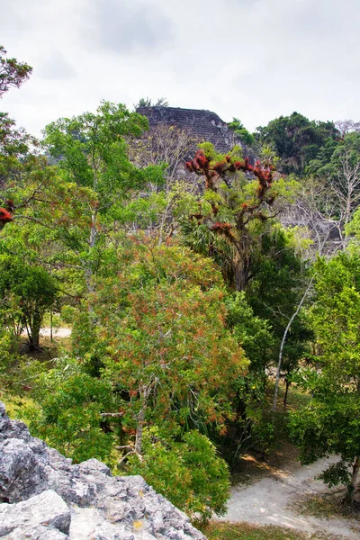 Maya Piramides Tikal Regio Peten Guatemala Midden Amerika — Stockfoto