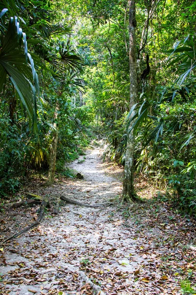 Paseo Por Selva Tikal Guatemala América Central — Foto de Stock