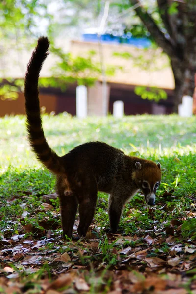 Coatis Nez Blanc Nasua Narica Qui Nourrit Juste Extérieur Jungle — Photo