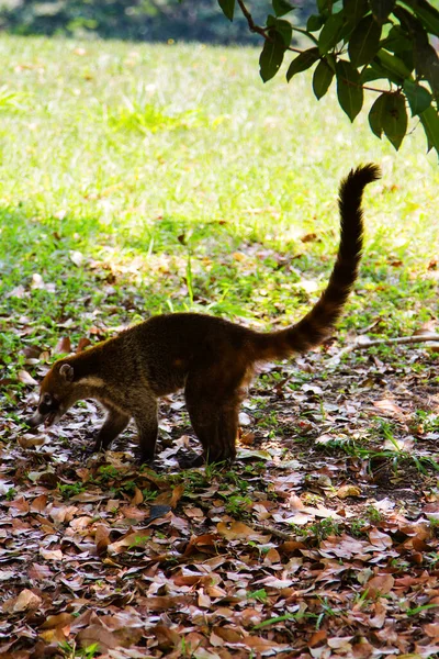 Coatis Nariz Blanca Nasua Narica Forrajeando Justo Fuera Selva Disparo —  Fotos de Stock