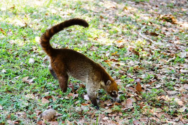 Μια Λευκή Μύτη Coatis Nasua Narica Αναζητούν Λίγο Έξω Από — Φωτογραφία Αρχείου