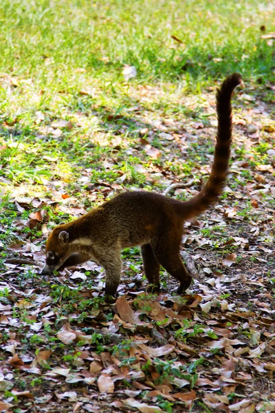 White Nosed Coatis Nasua Narica Forrageando Fora Selva Tiro Tikal — Fotografia de Stock