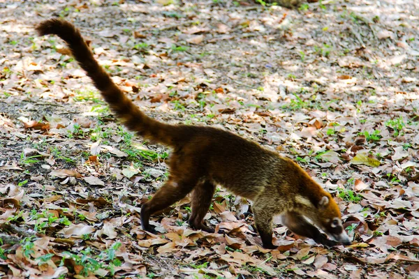 Coatis Nez Blanc Nasua Narica Qui Nourrit Juste Extérieur Jungle — Photo