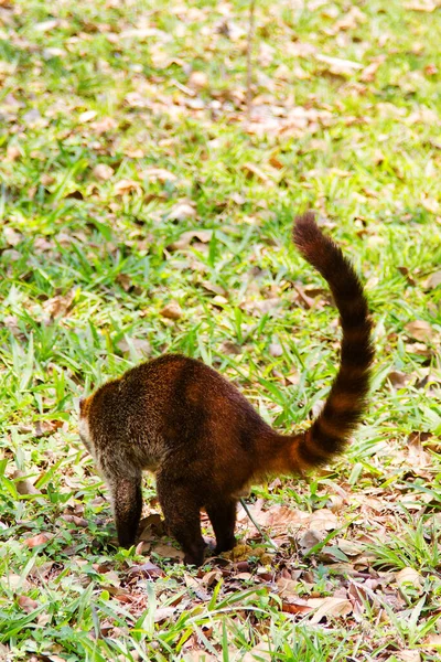 White Nosed Coatis Nasua Narica Forrageando Fora Selva Tiro Tikal — Fotografia de Stock