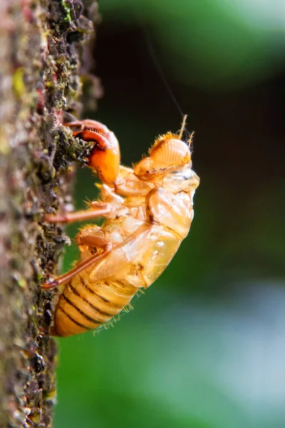 グアテマラ 中央アメリカで不完全な昆虫 — ストック写真
