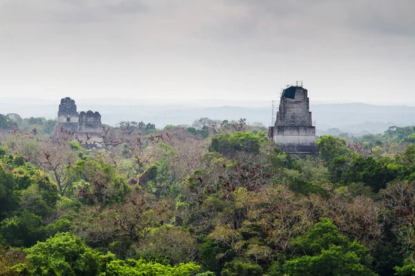 Pirâmides Maias Tikal Região Peten Guatemala América Central Imagens Royalty-Free