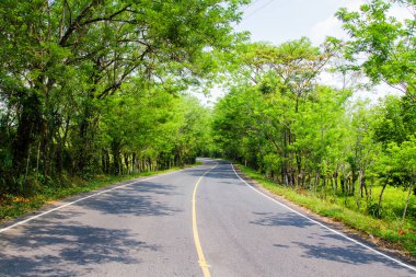 Orta Amerika, Guatemala 'daki tarım arazileri ve ormanlardan geçen yol