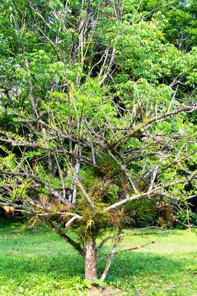 Arbre Guatemala Amérique Centrale — Photo