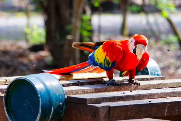 中美洲洪都拉斯科潘玛雅遗址外的Scarlet Macaw — 图库照片