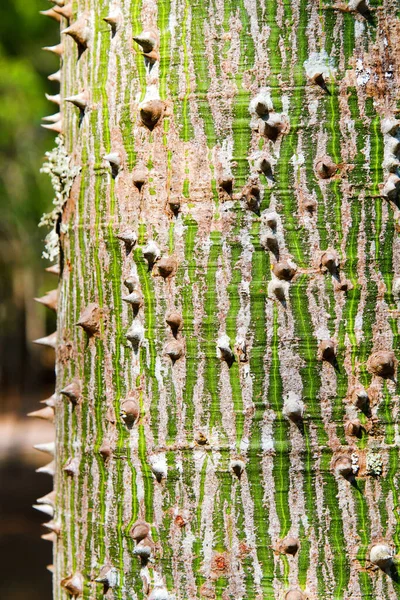 若いセイバ Ceiba Pentandra コパン ホンジュラス 中央アメリカの樹皮の近景 — ストック写真