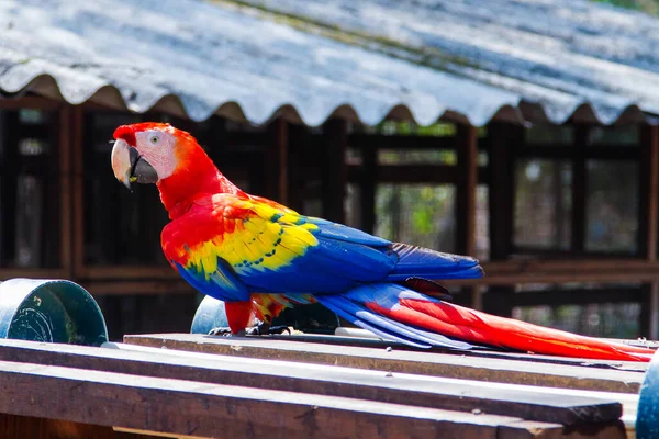中美洲洪都拉斯科潘玛雅遗址外的Scarlet Macaw — 图库照片
