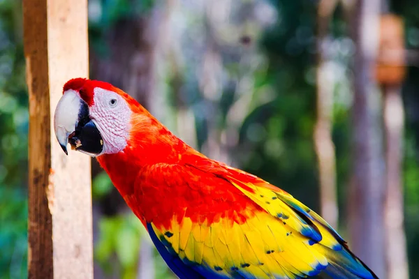 Szkarłatny Macaw Przed Ruinami Majów Copan Hondurasie Ameryka Środkowa — Zdjęcie stockowe