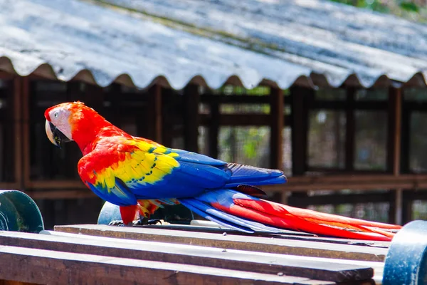 Szkarłatny Macaw Przed Ruinami Majów Copan Hondurasie Ameryka Środkowa — Zdjęcie stockowe