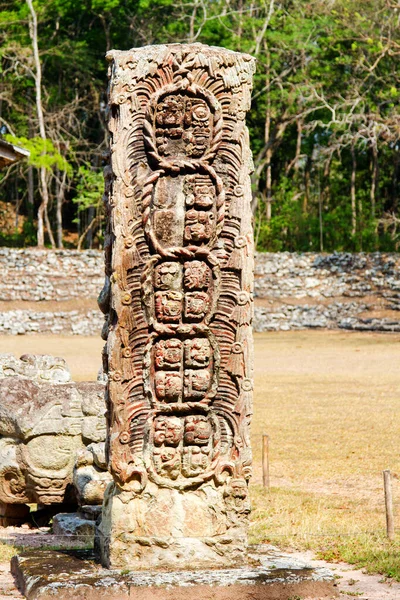 Estela Maya Las Ruinas Copán Honduras América Central — Foto de Stock