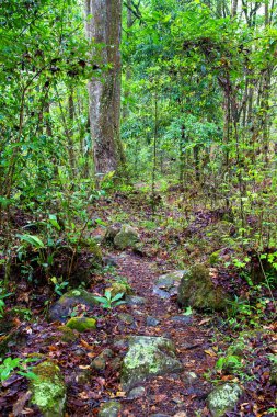 Gracias yakınlarındaki Park Nacional Celaque, Honduras, Orta Amerika