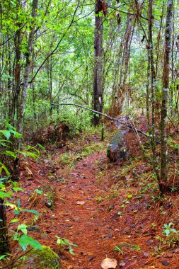 Gracias yakınlarındaki Park Nacional Celaque, Honduras, Orta Amerika