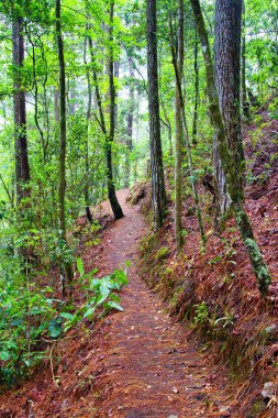 Gracias yakınlarındaki Park Nacional Celaque, Honduras, Orta Amerika