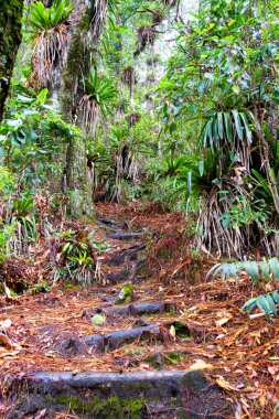 Gracias yakınlarındaki Park Nacional Celaque, Honduras, Orta Amerika