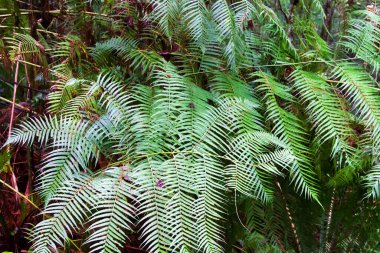 Gracias, Honduras, Orta Amerika yakınlarındaki Parque Nacional Celaque 'da eğreltiotu.