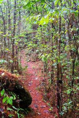 Gracias yakınlarındaki Park Nacional Celaque, Honduras, Orta Amerika