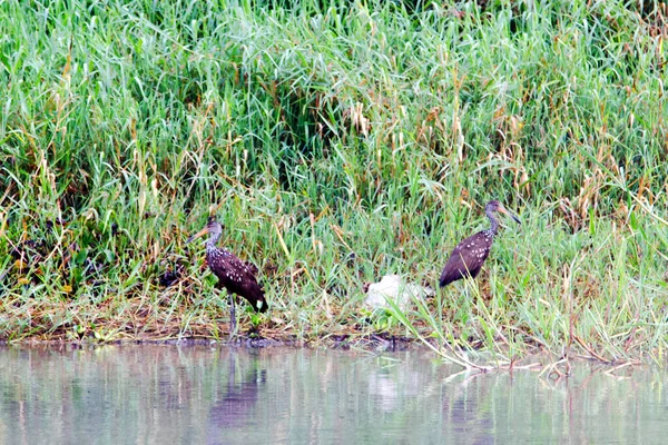 Vögel Ufer Des Lago Yojoa Honduras Mittelamerika — Stockfoto