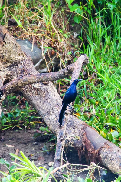 Vogels Aan Oevers Van Lago Yojoa Honduras Midden Amerika — Stockfoto
