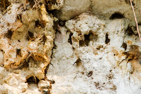 岩壁のコウモリのグループ ホンジュラス 中央アメリカ — ストック写真