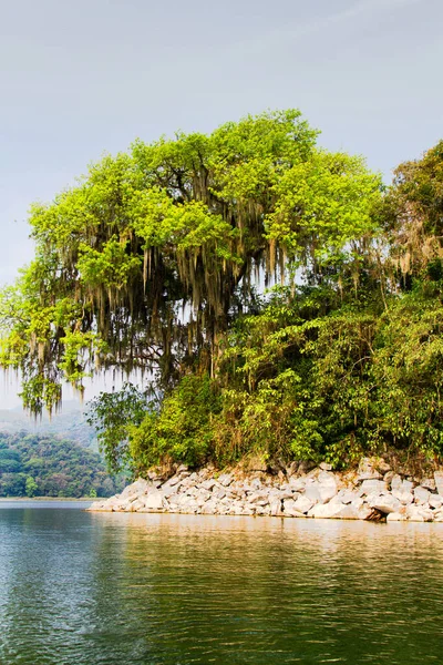 Ceiba Ceiba Pentandra National Tree Honduras Lake Yojoa Honduras Central — 图库照片