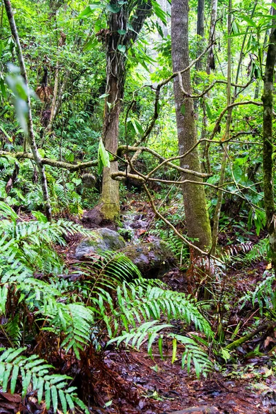 Parque Nacional Celaque Cerca Gracias Honduras América Central — Foto de Stock