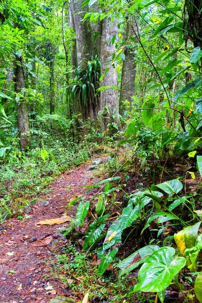 Parque Nacional Celaque Cerca Gracias Honduras América Central — Foto de Stock